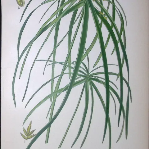 Umbrella Plant Edward Step Rare Antique Botanical Book Plate-298
