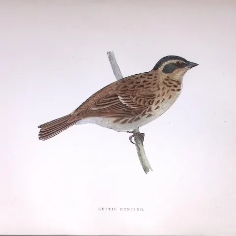Rustic Bunting Rev Morris Antique History of British Birds 130 Years-Old Engraving-187