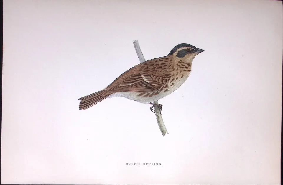 Rustic Bunting Rev Morris Antique History of British Birds 130 Years-Old Engraving-187