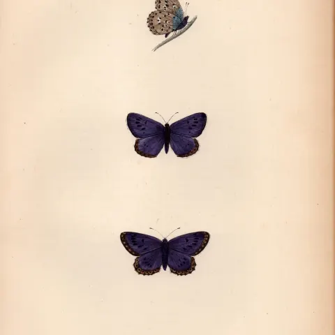 Large Blue Hand Coloured Antique Butterfly Plate Rev Morris-162.