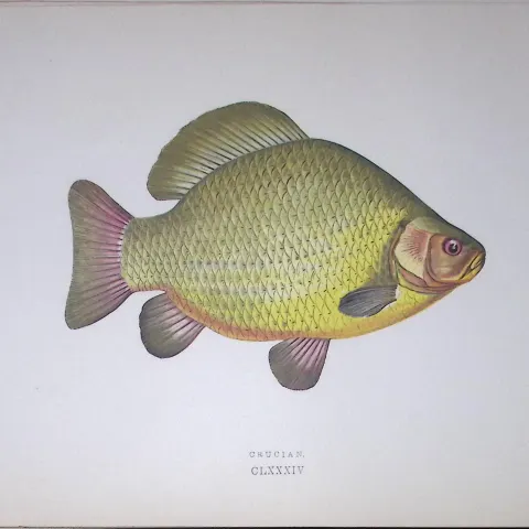 Crucian Fish Scarce Antique 1877 J. Couch Woodblock Engraving-131