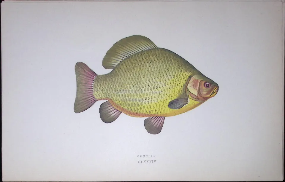 Crucian Fish Scarce Antique 1877 J. Couch Woodblock Engraving-131