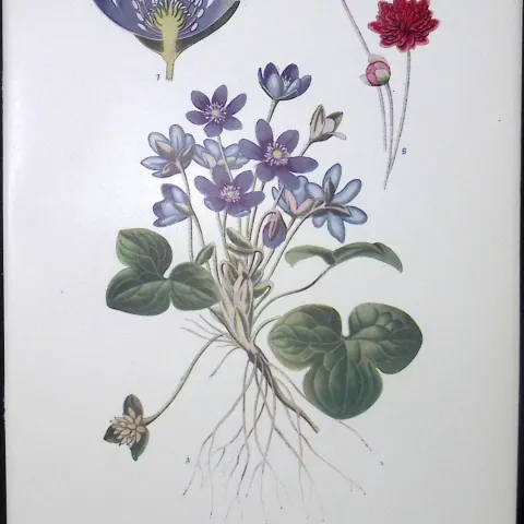 Common Liverwort Edward Step Rare Antique Flower Book Plate-5