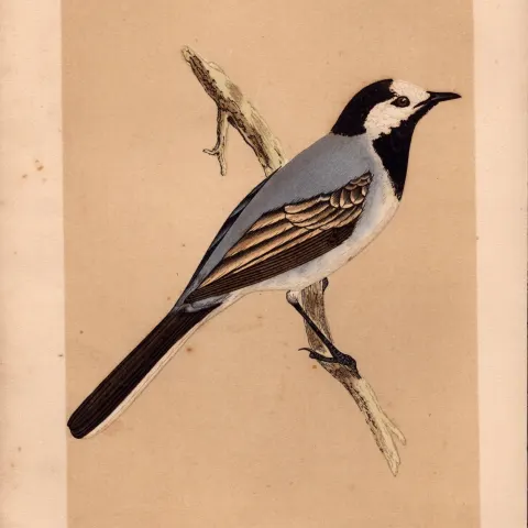 White Wagtail  Rev Morris Antique History of British Birds Engraving.