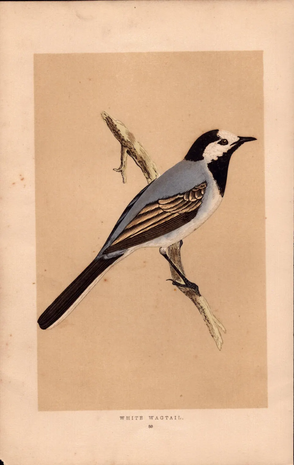 White Wagtail  Rev Morris Antique History of British Birds Engraving.