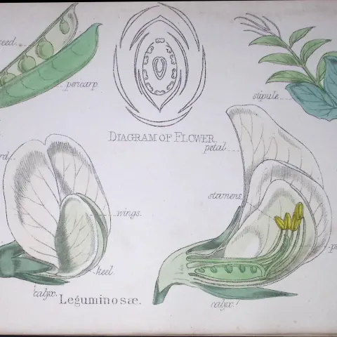 Legumes Botanical Flower Diagram Rare Antique First Edition Illustration-26