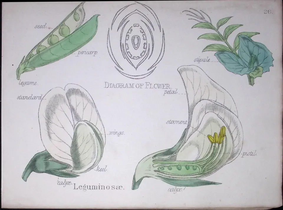 Legumes Botanical Flower Diagram Rare Antique First Edition Illustration-26