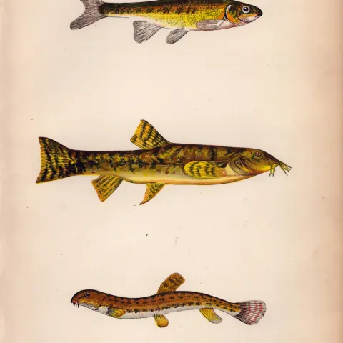 Minnow Spined Loach  Antique Johnathan Couch Coloured Fish Engraving.