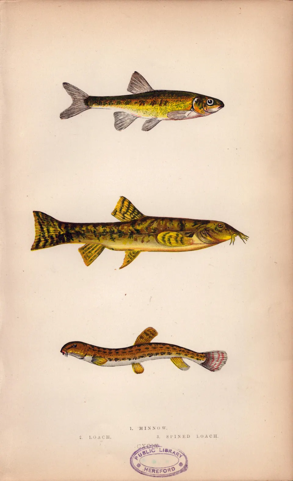 Minnow Spined Loach  Antique Johnathan Couch Coloured Fish Engraving.