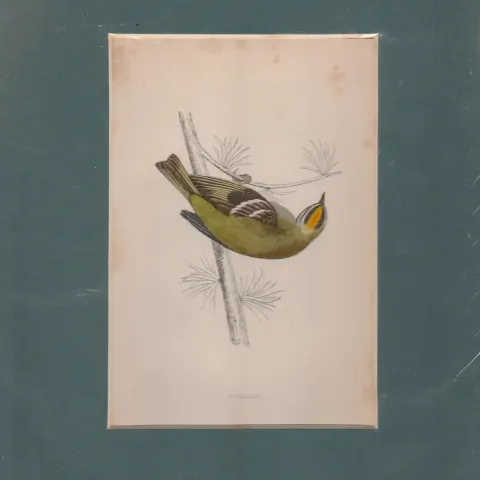 Print Circa 1860 Firecrest Hand Coloured Steel Engraving