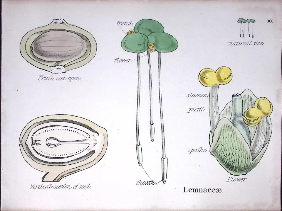 Duckweeds Botanical Flower Diagram Rare Antique First Edition Illustration-90