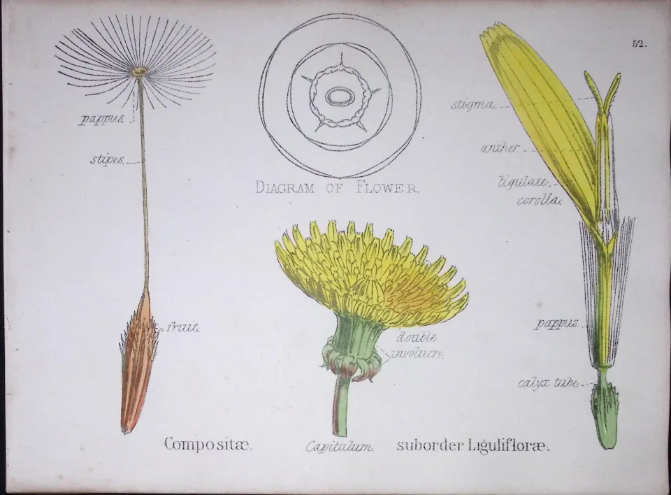 Sunflower Botanical Flower Diagram Rare Antique First Edition Illustration-52