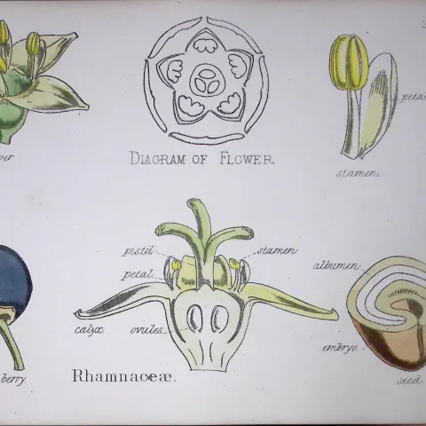 Buckthorns Botanical Flower Diagram Rare Antique First Edition Illustration-22