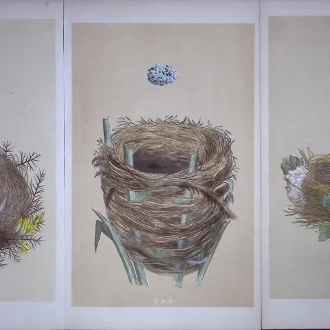 Job-Lot Bird Nests Sedge, Garden Warbler, & Whinchat Rev Morris Antique Engravings-6