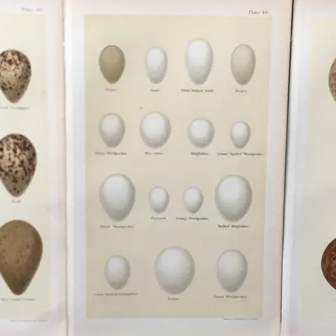 Collection 25+ Victorian 1896 Antique Henry Seebohm Bird Eggs Prints.
