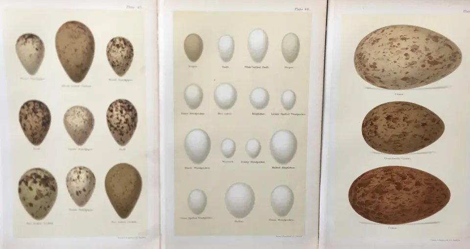 Collection 25+ Victorian 1896 Antique Henry Seebohm Bird Eggs Prints.