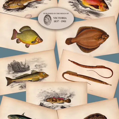 Job-Lot 10 Antique Johnathan Couch Fishes of The British Isles Engravings-6.