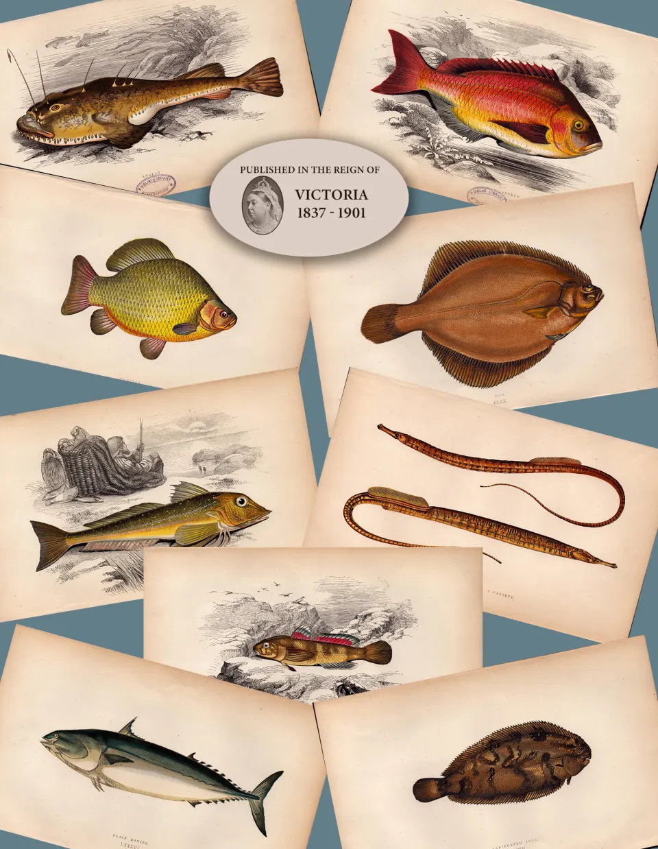 Job-Lot 10 Antique Johnathan Couch Fishes of The British Isles Engravings-6.