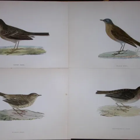Job-Lot Rev Morris History of British Birds 130 Yrs-Old Antique Engravings-T5