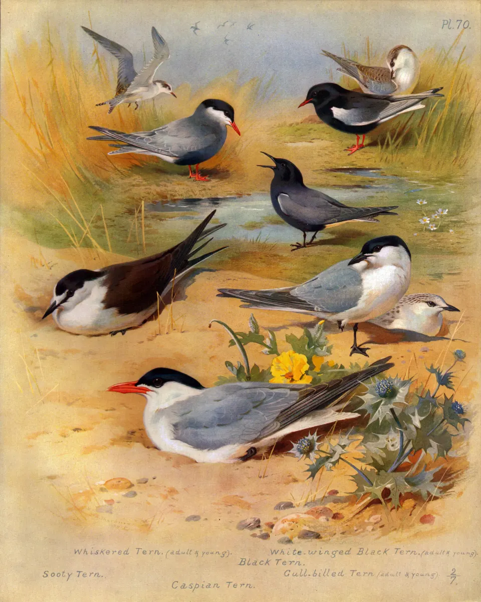 Antique Scarce First Edition Large Bird Print The Tern Family-70.