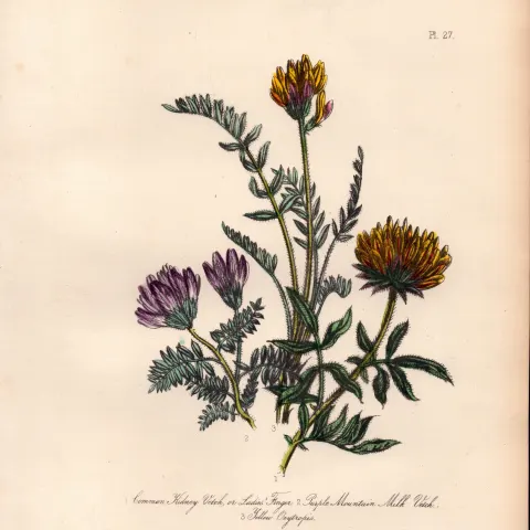 Rare 165-Yr-Old Antique Wildflower Gilt-Edged Illustration Jane Webb Loudon-27.