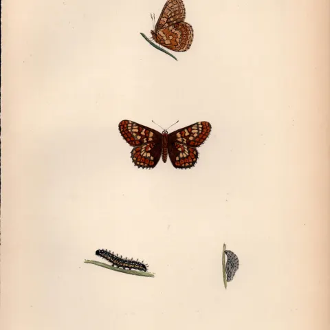 Greasy Fritillary Hand Coloured Antique Butterfly Plate Rev Morris-118.