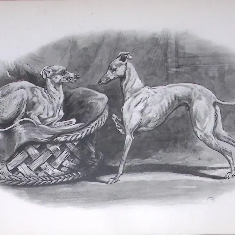 Italian Greyhounds Antique Book Plate Rawdon Lee Modern Dogs 1894-20