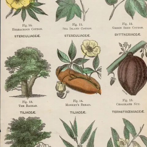 Rare James Reynolds Antique Vegetable, Tree & Plant Kingdom 13.
