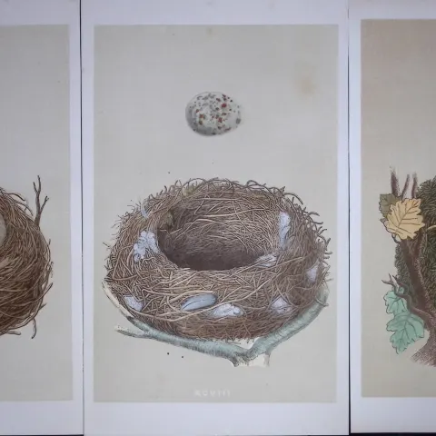 Job-Lot Bird Nests Missel Thrush, Thrush, & Wren Rev Morris Antique Engravings-8