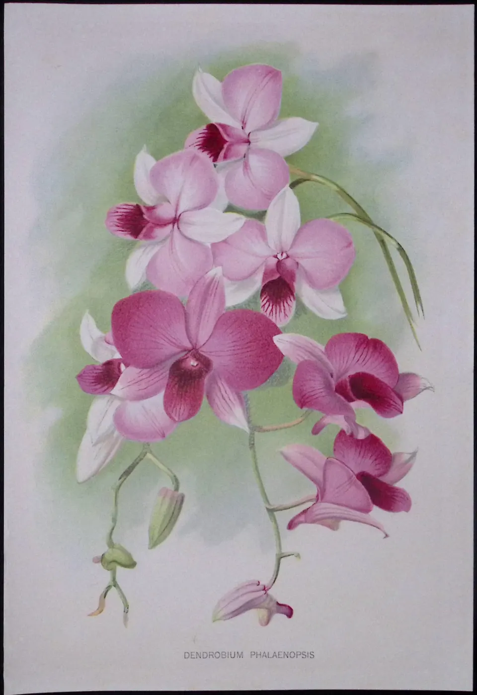 Dendrobium Orchid Flower Antique Edwardian Robert Thompson Print-11