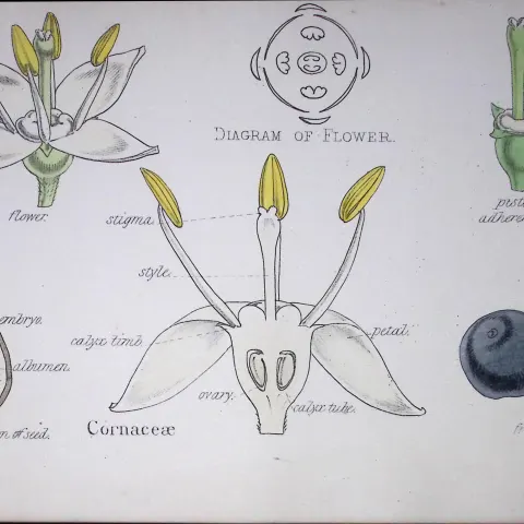 Dogwood Botanical Flower Diagram Rare Antique First Edition Illustration-42
