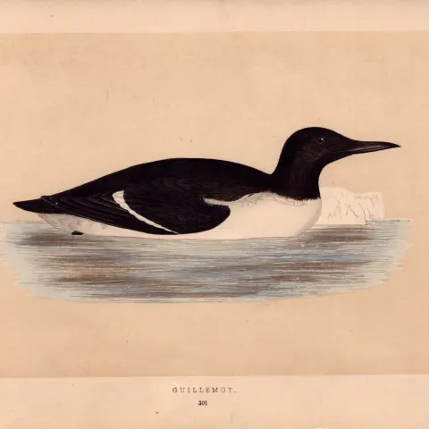 Guillemot Rev Morris Antique 1857 History of British Birds Engraving.