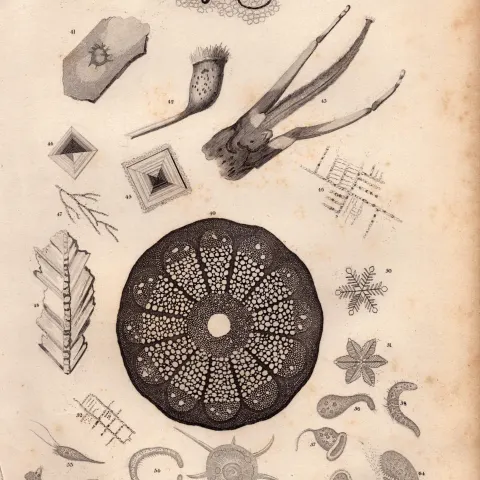 Microscopic Objects Marine Sea Life Antique 154 Yrs-Old Steel Engraving -1.