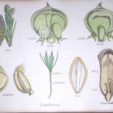 Conifers Botanical Flower Diagram Rare Antique First Edition Illustration-87