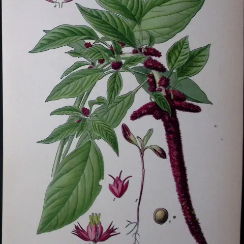 Love Lies Bleeding Edward Step Rare Antique Botanical Book Plate-227