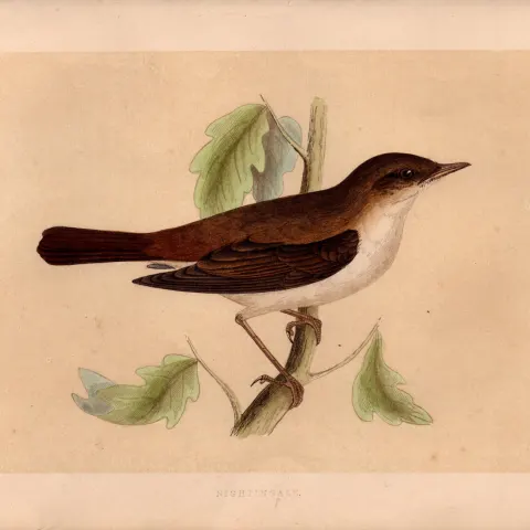 Nightingale Rev Morris Antique History of British Birds Engraving.