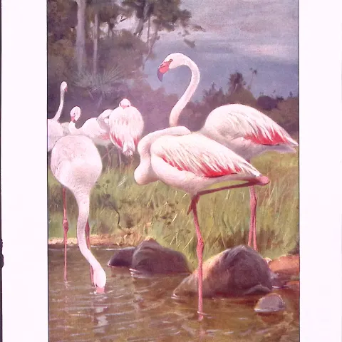 Group of Flamingos & Artic Polar Bears Birds Antique Double-Sided Colour Plate-66