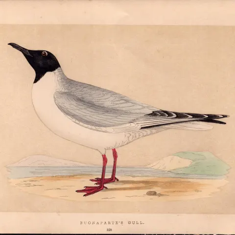 Buonaparte’s Gull Rev Morris Antique History of British Birds Engraving.