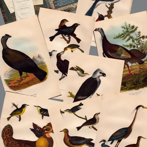 Job lot Alexander Wilson Rare American Birds Copper Plate Engravings-5.