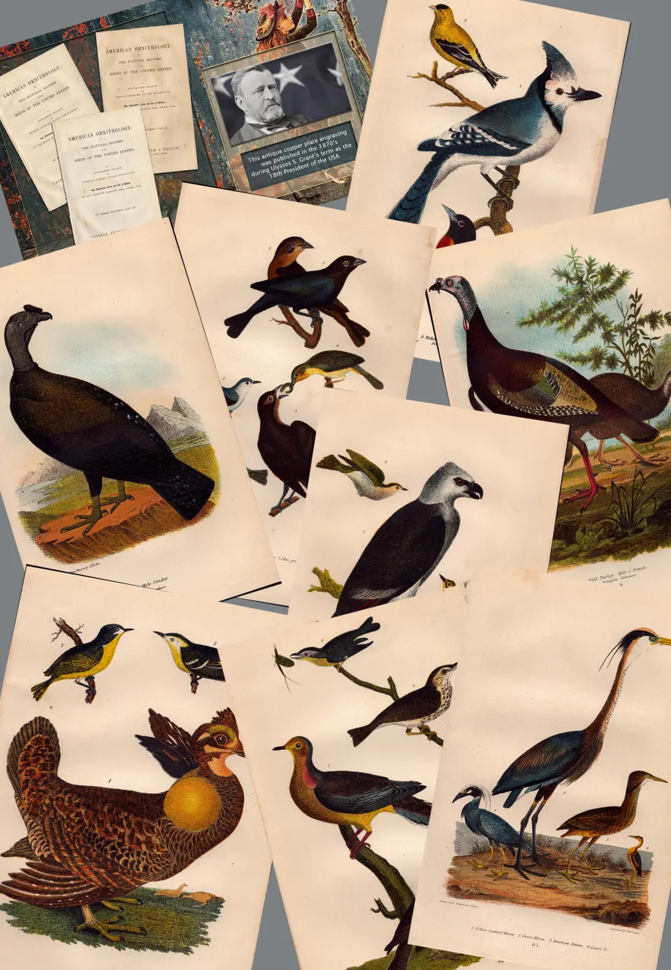 Job lot Alexander Wilson Rare American Birds Copper Plate Engravings-5.