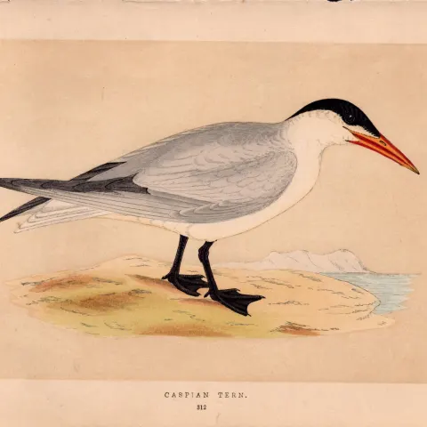 Caspian Tern  Rev Morris Antique History of British Birds 170 Year-Old Engraving.