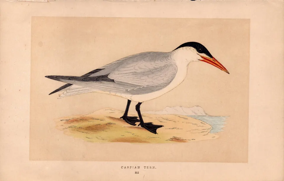 Caspian Tern  Rev Morris Antique History of British Birds 170 Year-Old Engraving.