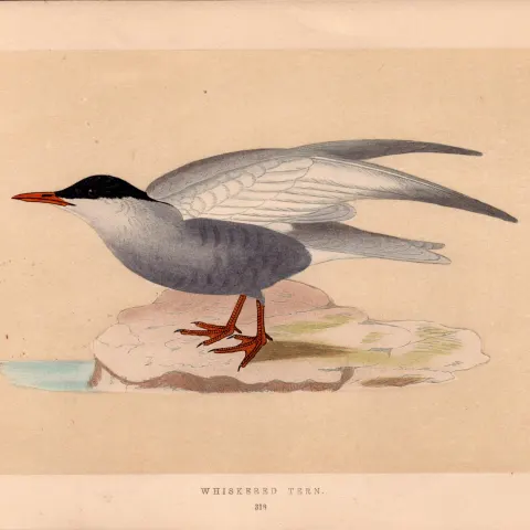 Whiskered Tern Rev Morris Antique History of British Birds Engraving.