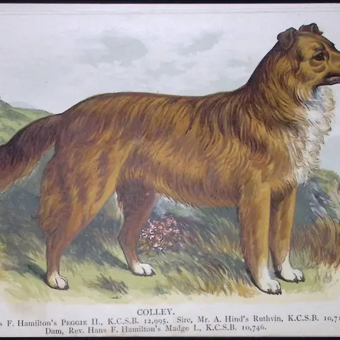 This Antique Book Plate Was Removed from a Edition of British Dogs by Hugh Dalziel 1889.  Each Print