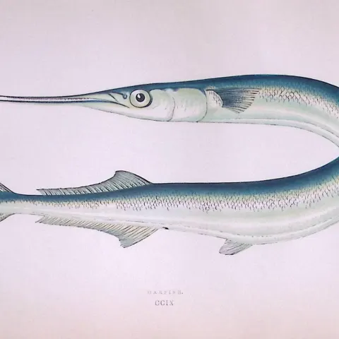Garfish Scarce Antique 1877 Johnathan Couch Woodblock Engraving-34