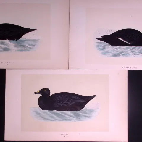 Job-Lot The Duck Scoter Family Rev Morris Antique Coloured Birds Engravings-14.