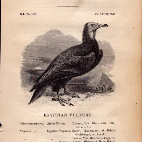 Egyptian Vulture 1843 Victorian Print British Birds by William Yarrell.