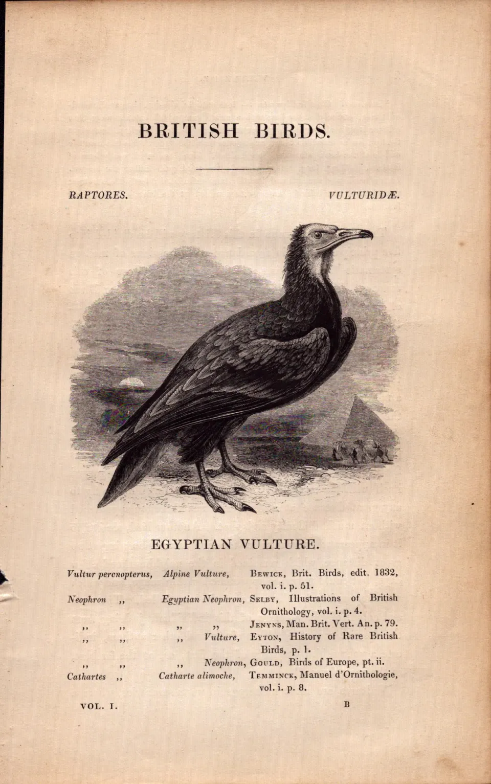 Egyptian Vulture 1843 Victorian Print British Birds by William Yarrell.