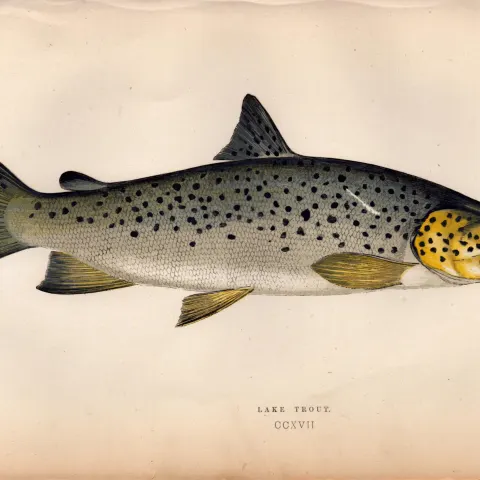 Lake Trout Antique Johnathan Couch Coloured Fish Engraving.
