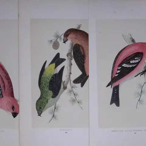 Job-Lot The Crossbill Family Rev Morris Antique Coloured Birds Engravings-24.